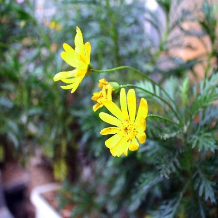 ليجيانغ Rongludi Inn المظهر الخارجي الصورة